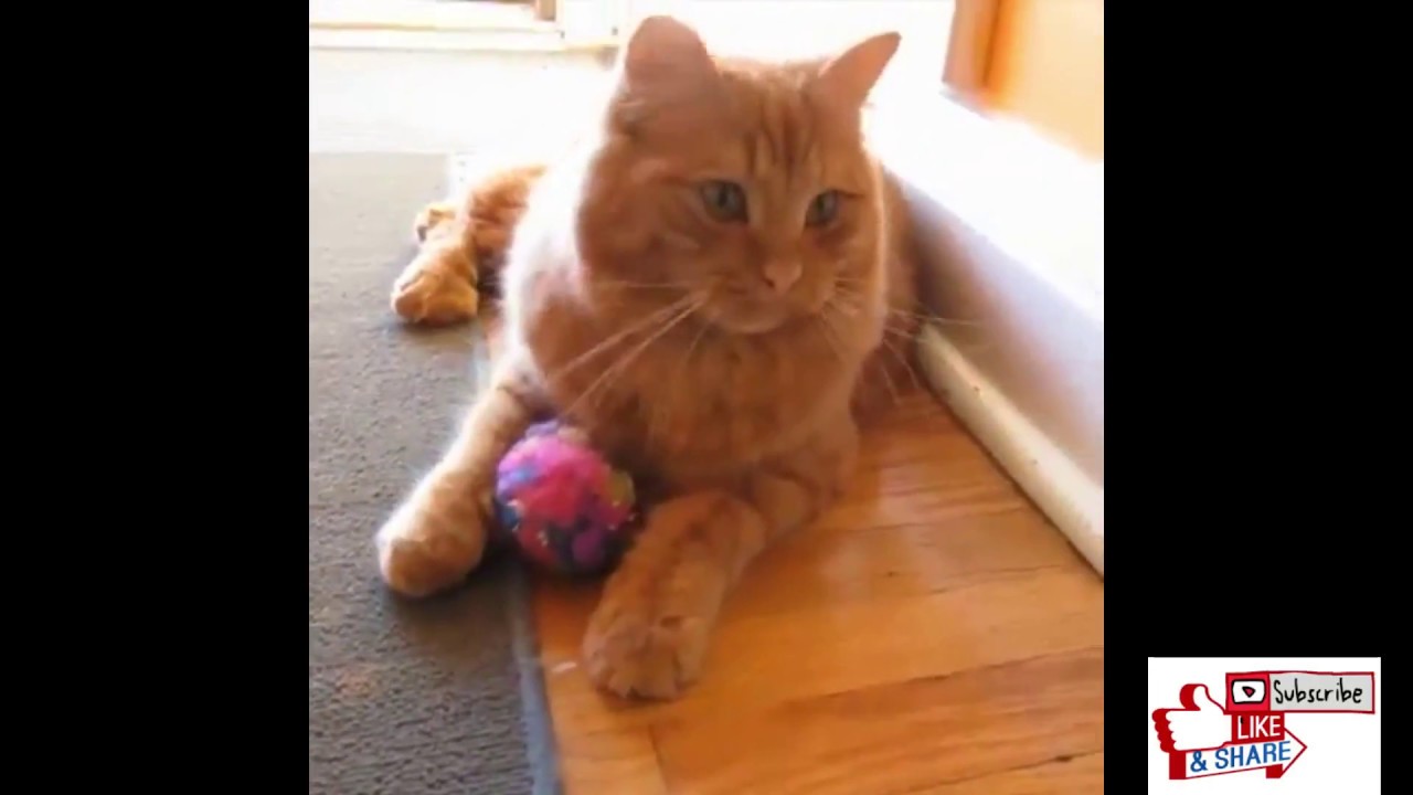 Funny Pets Food Moments