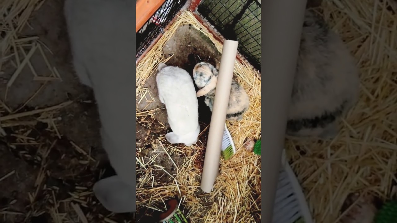 Funny rabbit video: rabbit Vs wrapping roll goes wrong