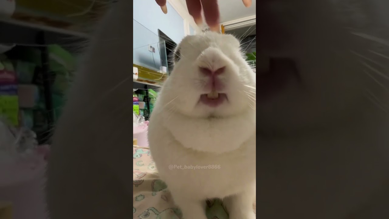 Funny rabbits #foryou #rabbit #kittten #funny #kitten #funnyvideo #animal