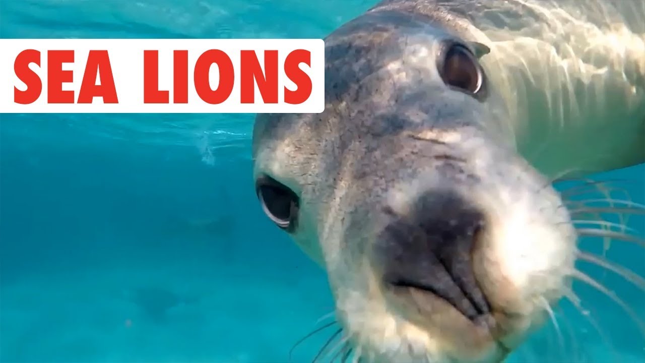 Funny Sea Lion/Seal Video Compilation | Dogs of the Sea