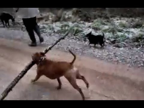 Funny Staffy dog with a big stick