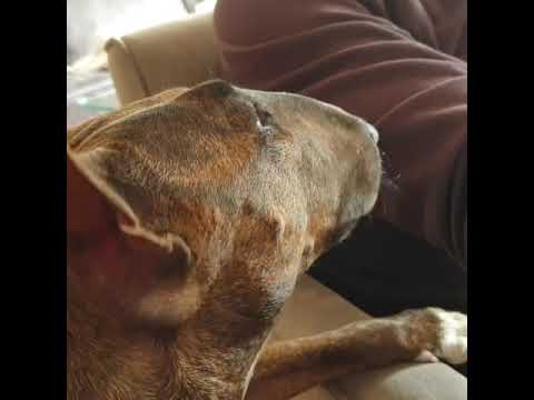 Funny talking dog video (bullterier)