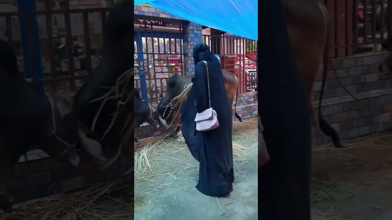 #funnyvideo #funnycow #animals #eiduladha2023 #ignoring #islamic #niqab #abaya #girl