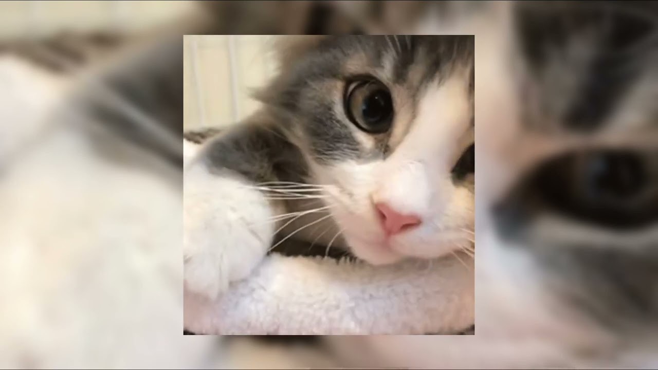 fvn - lvl1 (cat kitty cat cat kitty cat cat) [sped up]