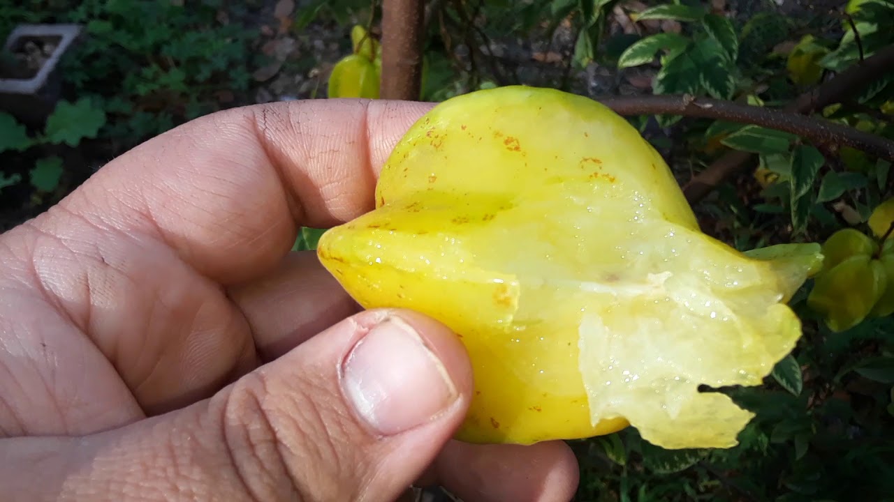 Fwang Tung star fruit! why you need a greenhouse up north.