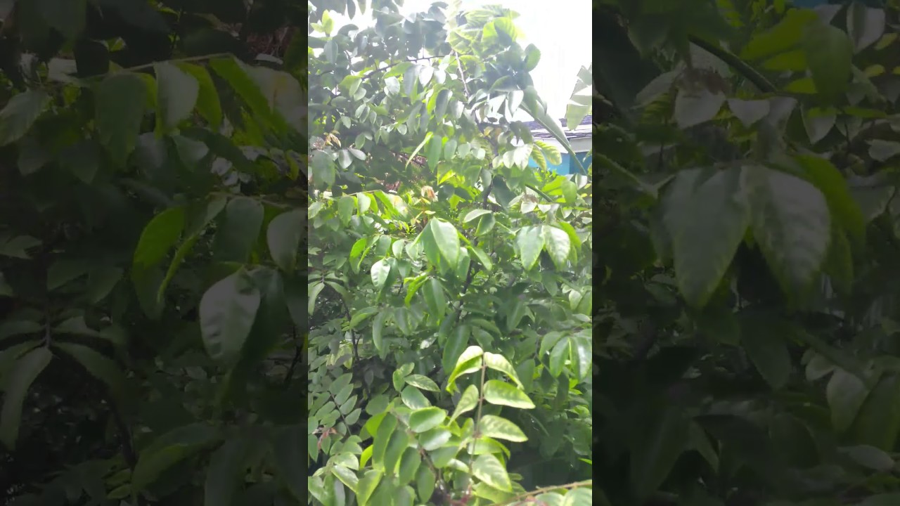 Fwang Tung starfruit in South Florida