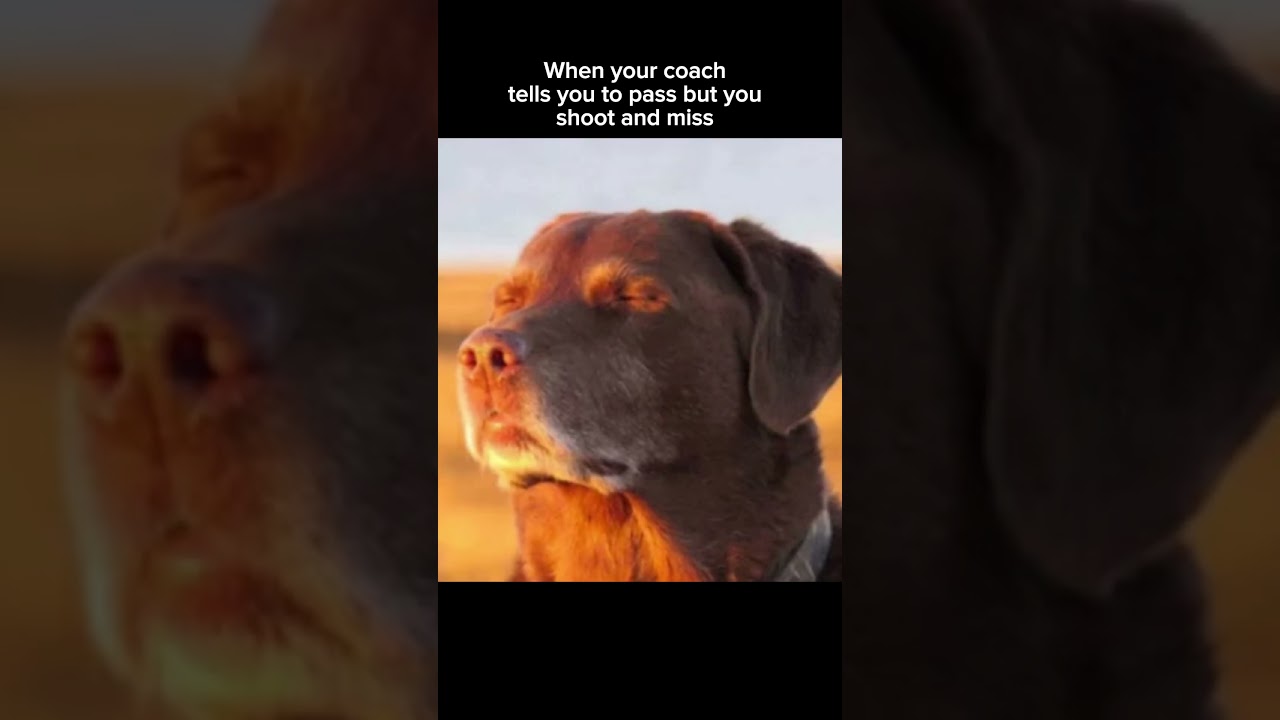 #fyp #funny #viral #shorts #dog #meme #viralshorts #trending #foryoupage #shooting #sports #sunset