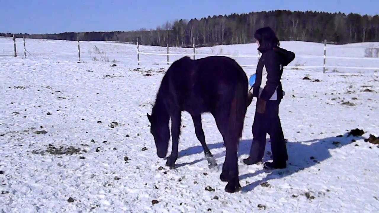 Gaerin playing fetch