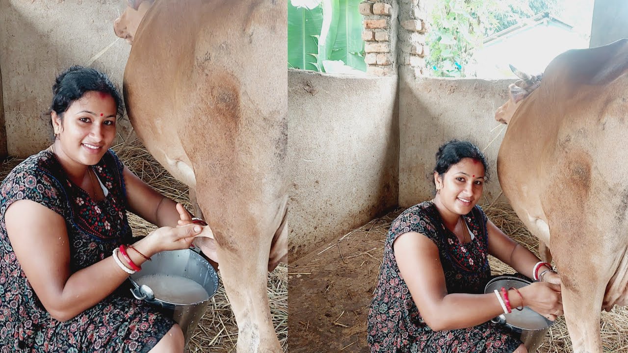 Gai ekhon lathi mare keno ?🐄 Cow milking karlam 🐄@kalyanivlogs5548 #cow milking #cow House