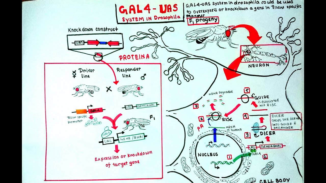 Gal4 UAS system in Drosophila