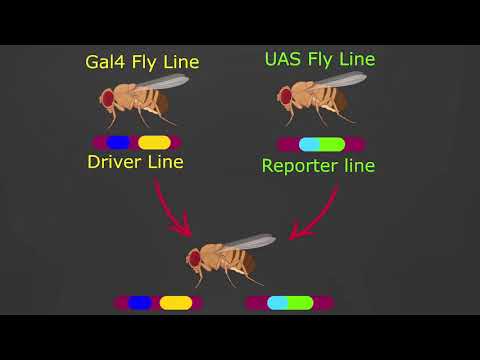 Gal4/UAS System