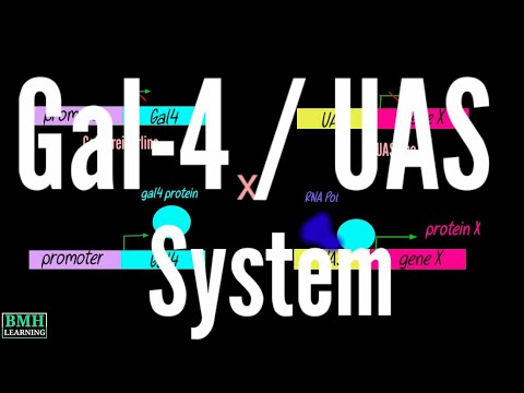 Gal4-UAS System In Drosophila |