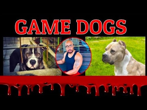 Game Dogs the American Pitbull Terrier what they were bred for