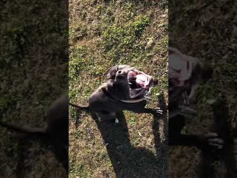 Gamebred Gambit showing off that mouth! Heavy Eli #Gambit #Shorts #APBT
