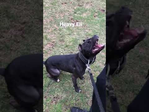 Gamebred Heavy Eli #Gambit #shorts #APBT