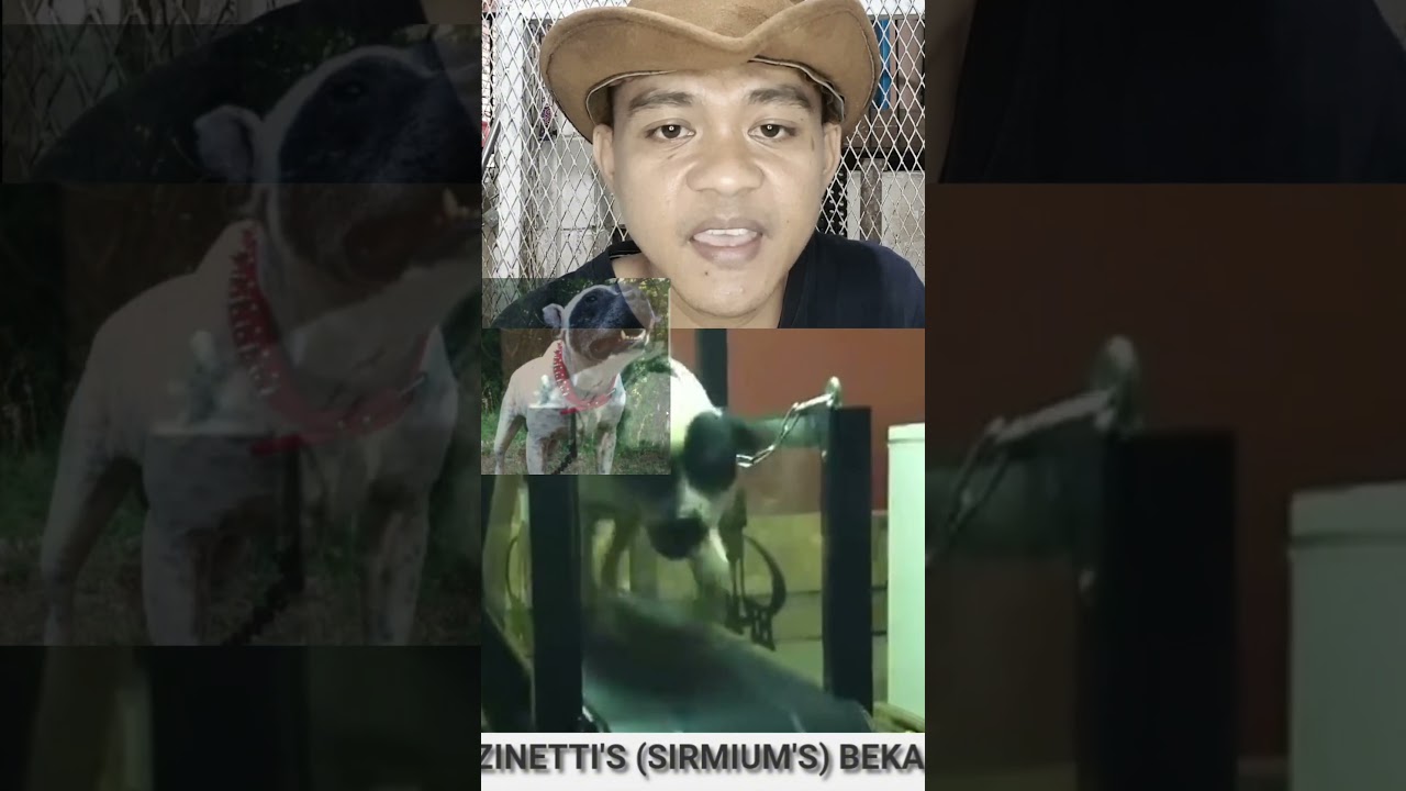 GAMEDOG OLDTYPE GR CH BEKA||AMERICAN PITBULL TERRIER OLDTYPE #shorts #gamedogs #pitbull #apbt