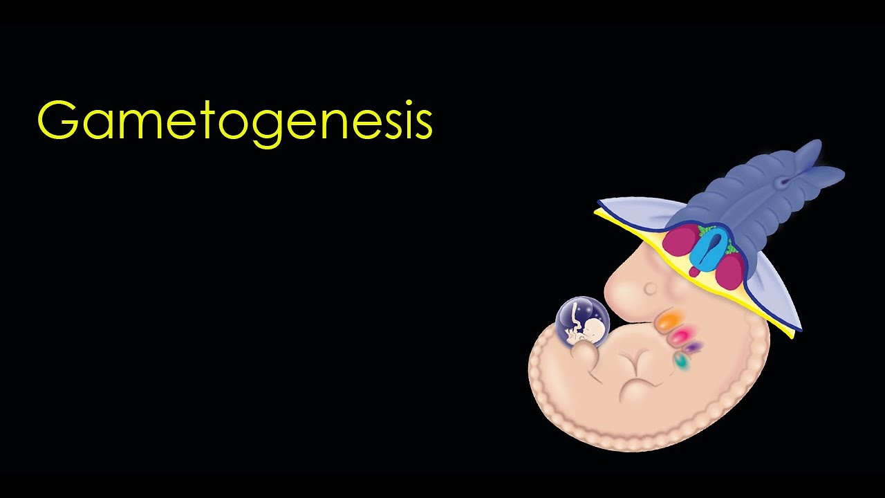 Gametogenesis