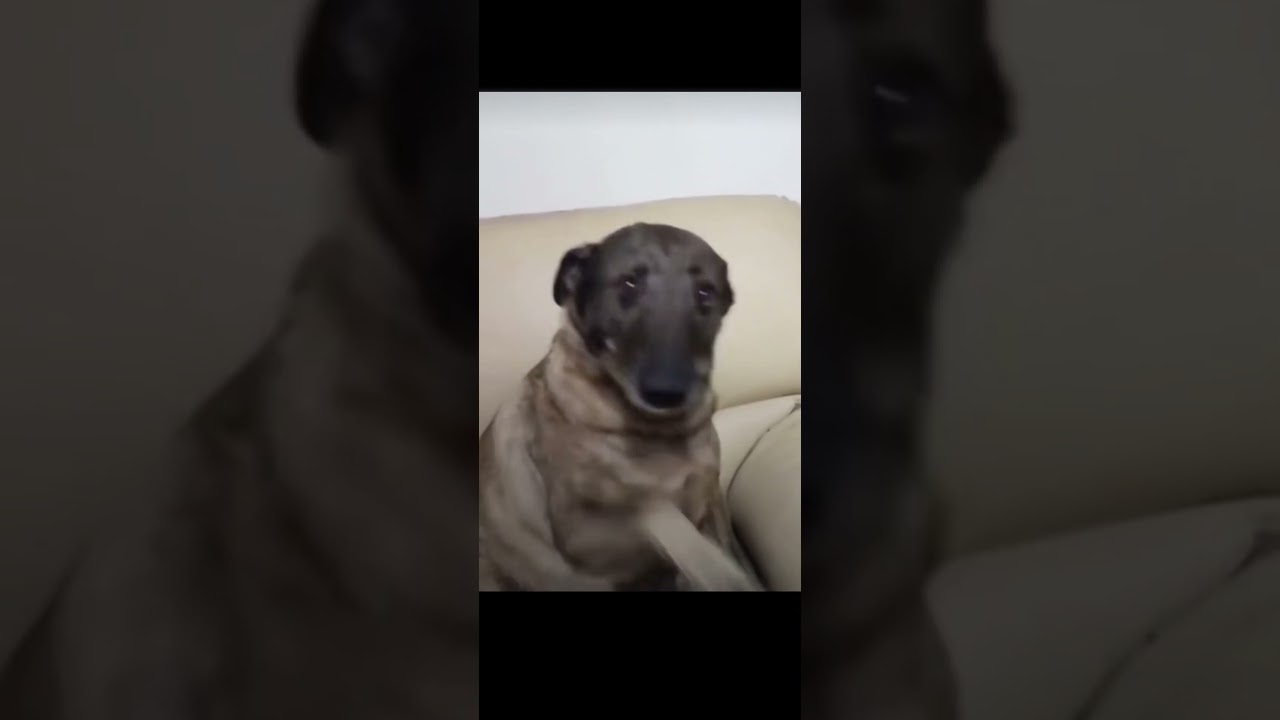 GARİBAN KÖPEK
