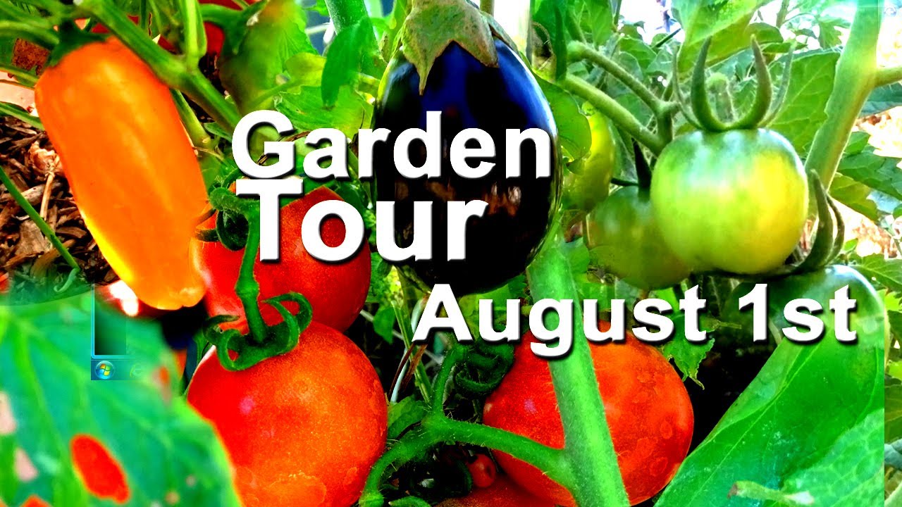 Garden Tour Tomatoes Zucchini Peppers Ginger-TIPS Solar Fountains & Pot Plants & Container Gardening