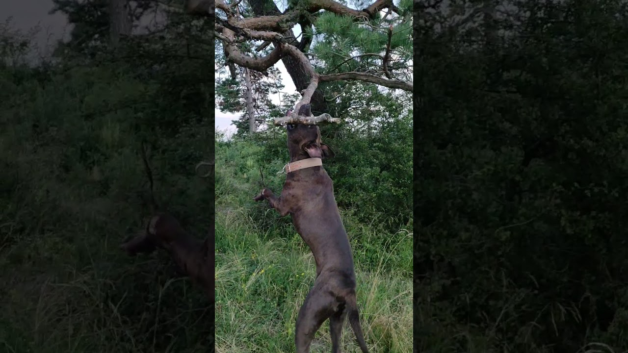 Garner Frisco bloodline crazy APBT / Predator