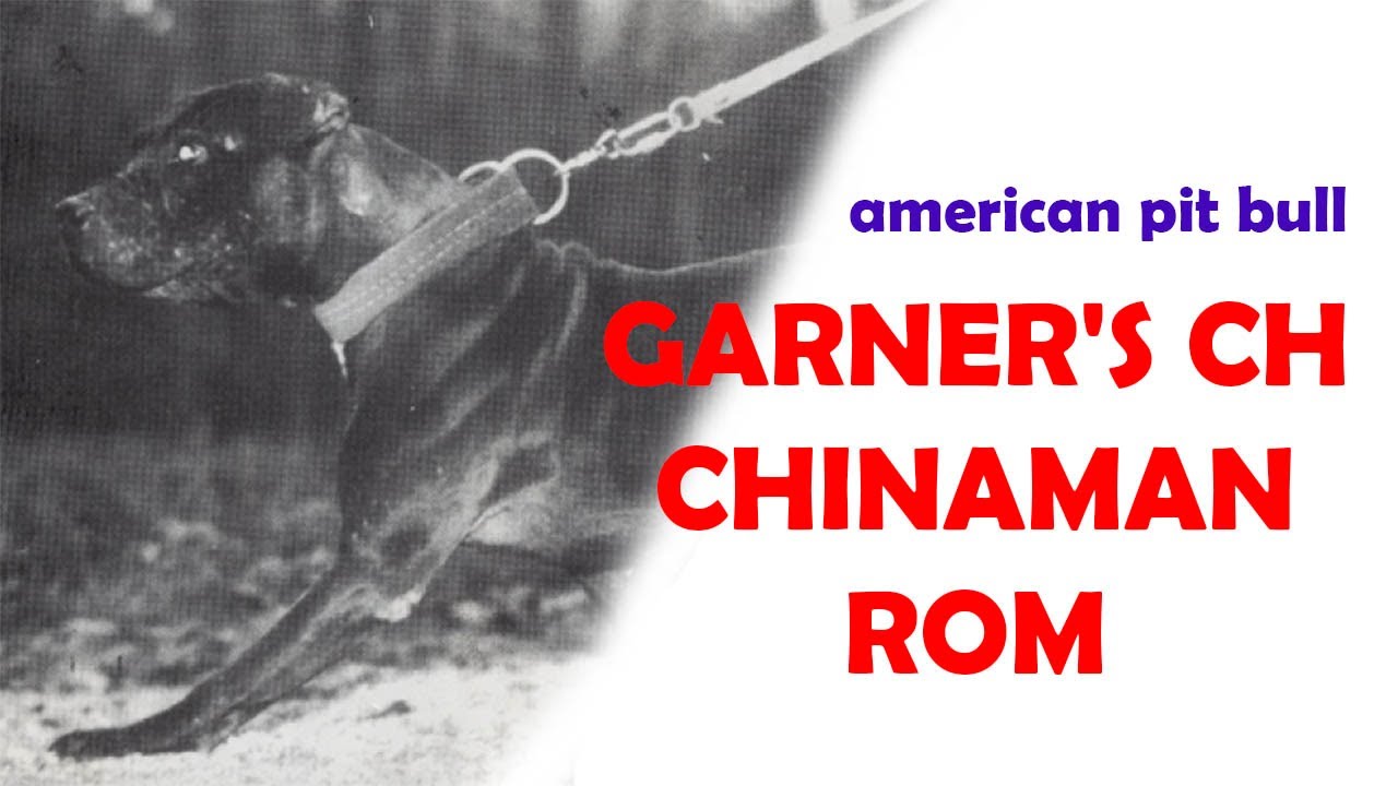 GARNER'S CH CHINAMAN ROM APBT