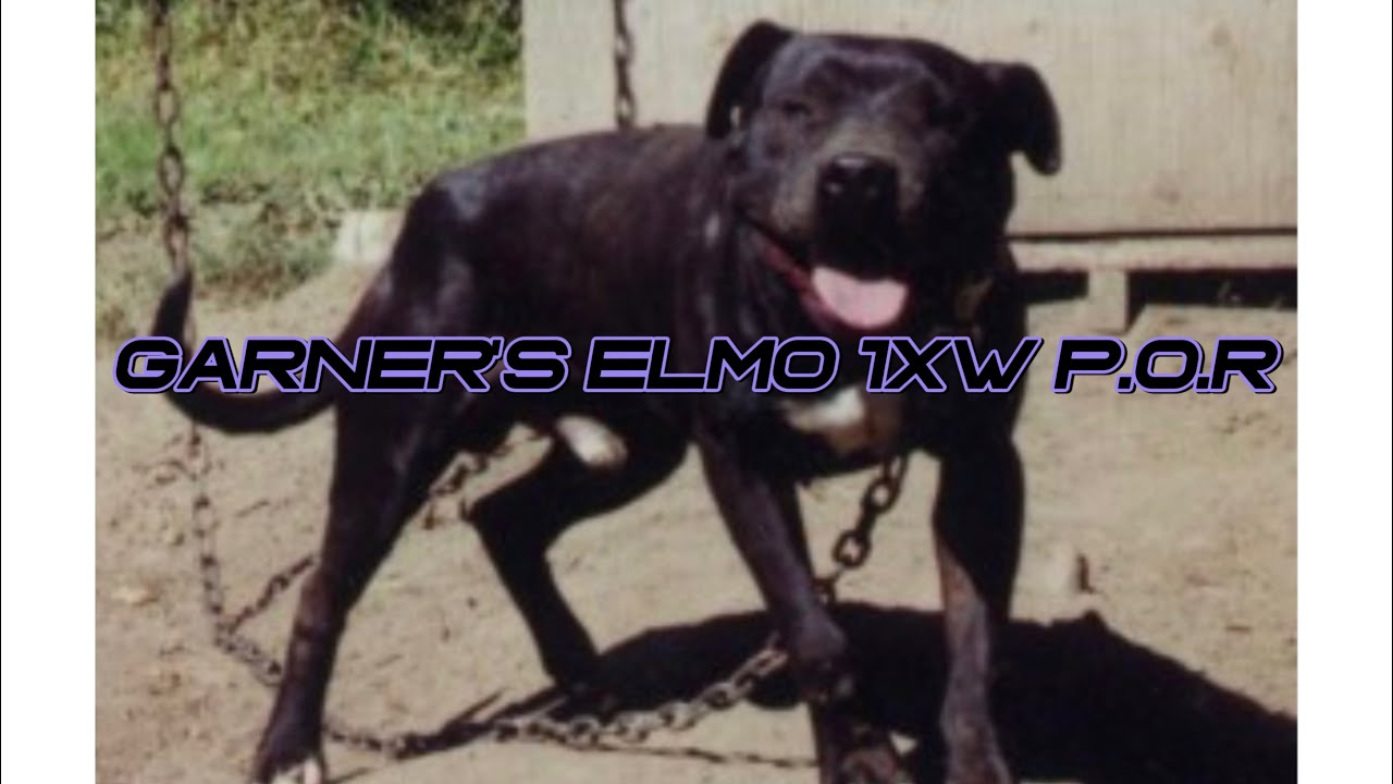 GARNER’S ELMO 1xW P.O.R
