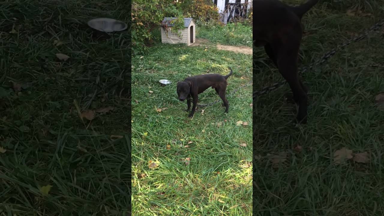 Garners ROSCO X Garners Young GORDA