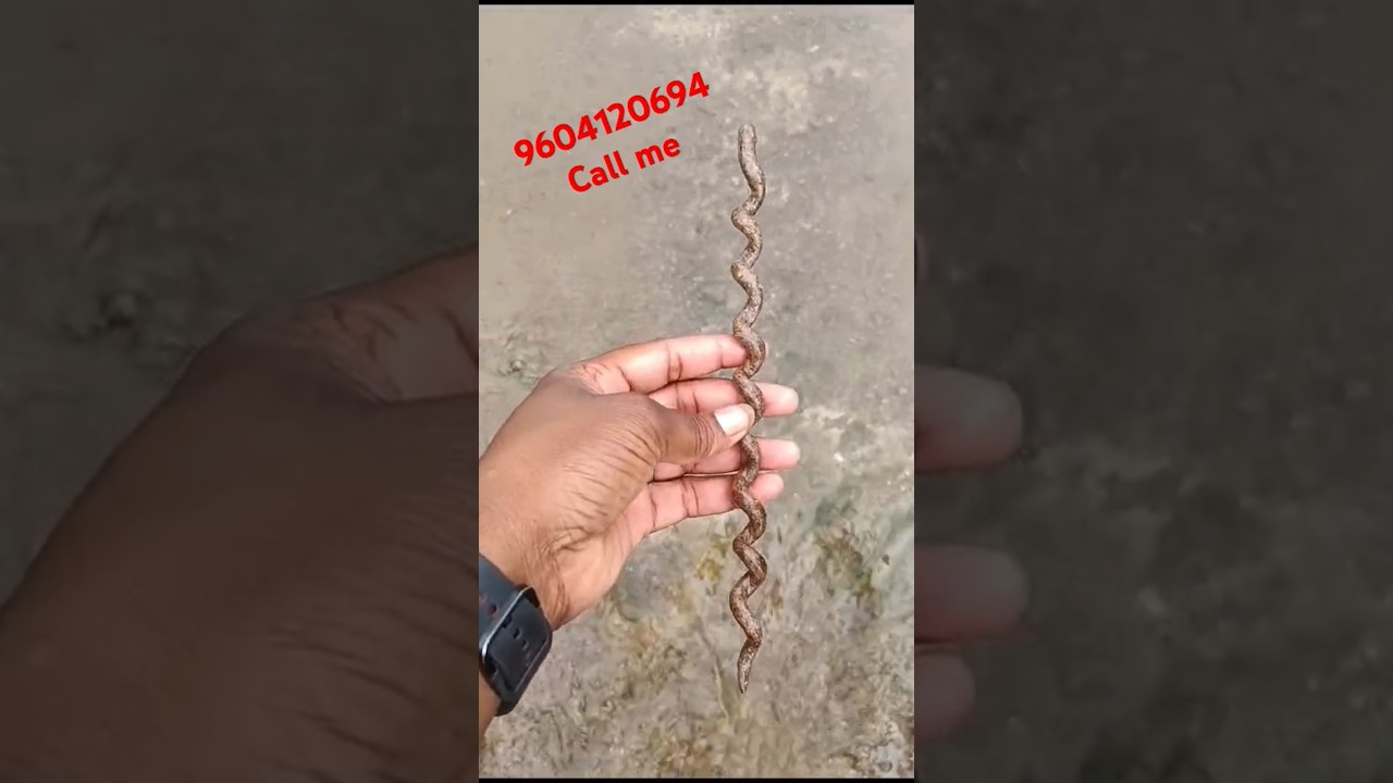 Garud Sanjivani Stick 📲:- 9604120694 Call Me | Original Garuda Sanjivani Root Water Test