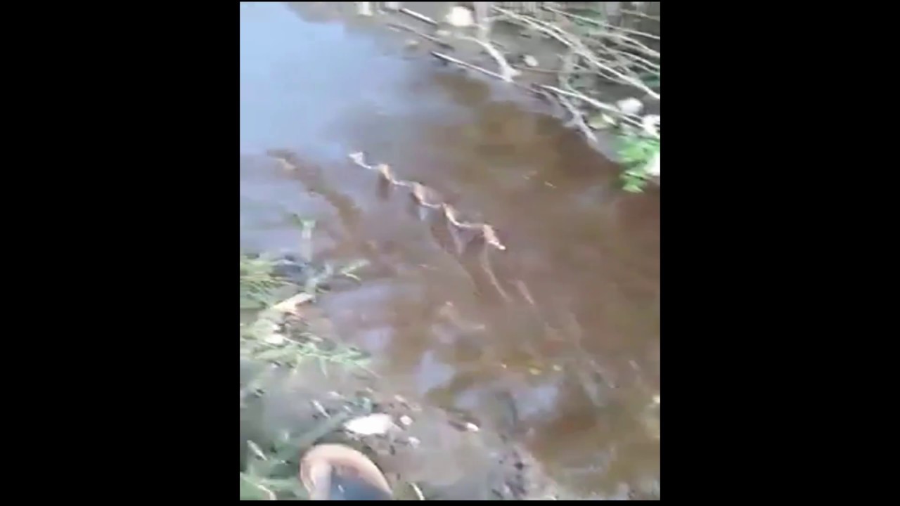 Garuda Sanjivani Root | Moving against the flow of water | Water Test