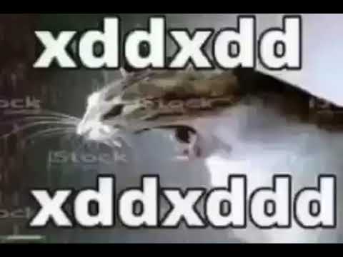 Gato riendose Meme