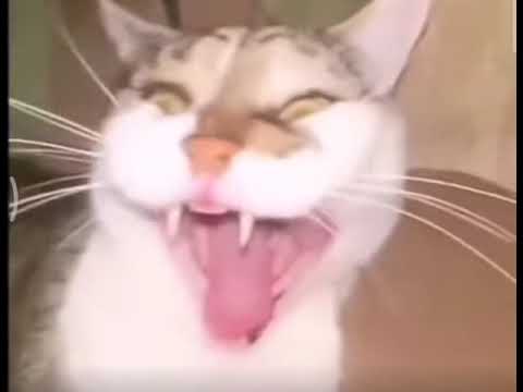 gato rindo meme shitpost