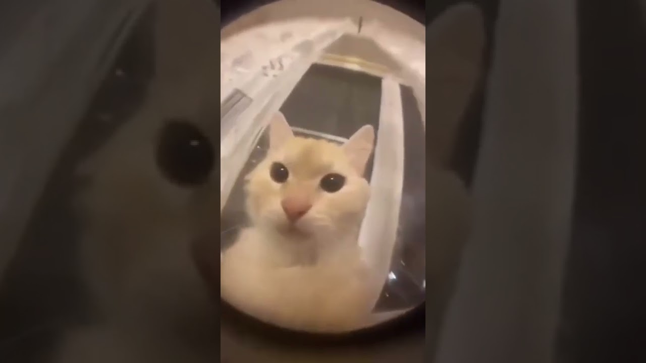 gato waaa #cat #memes #animals #videosramdom #gatos