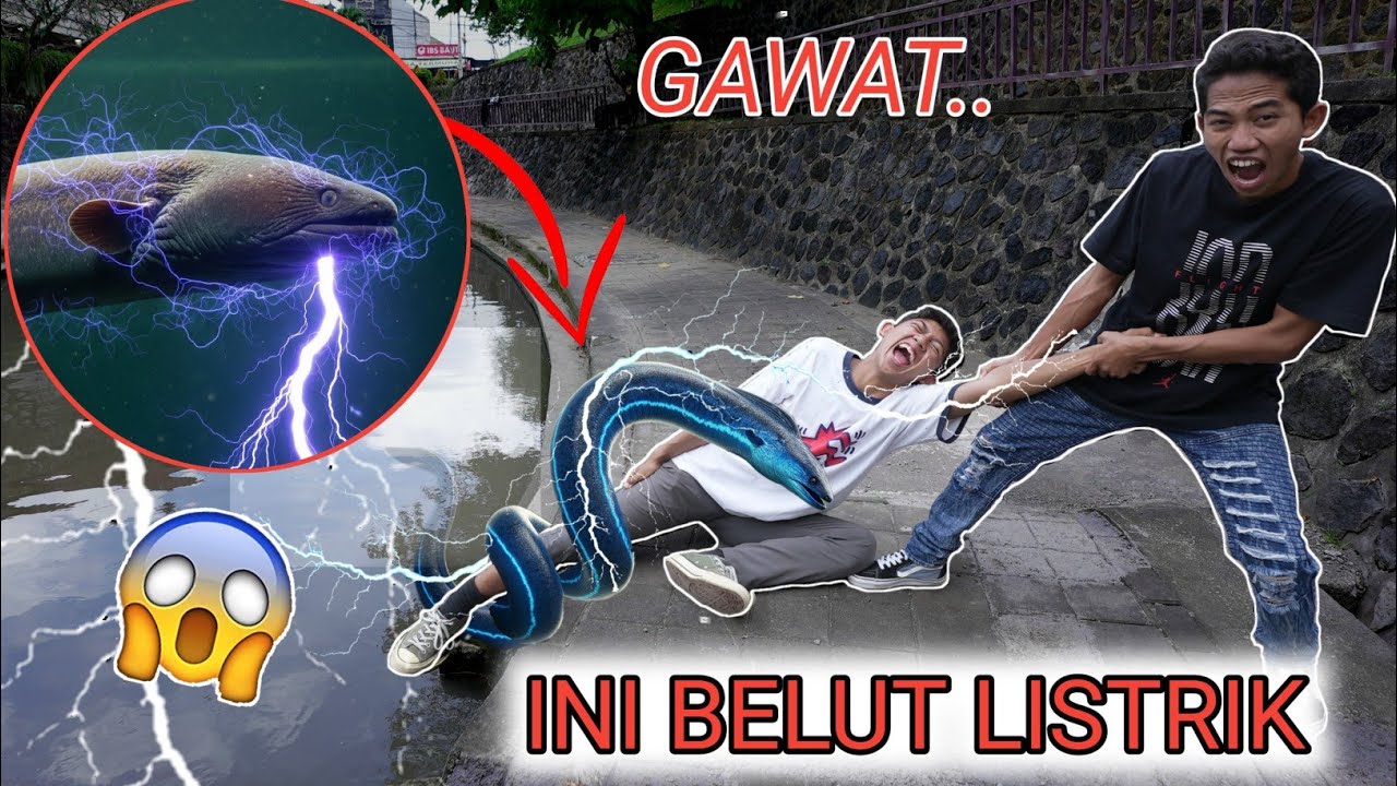 Gawat!! Saputra Digigit Belut Listrik Yang Sangat Berb4hay4?😱 | Mikael Family