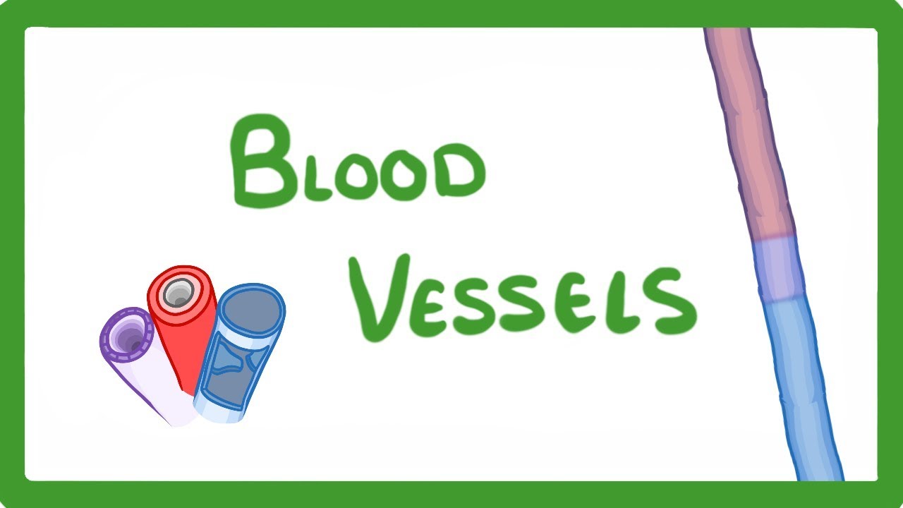 GCSE Biology - Blood Vessels