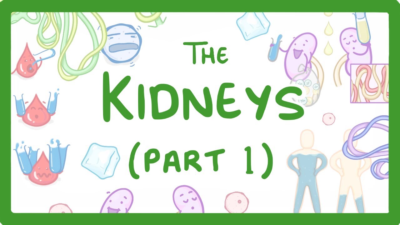 GCSE Biology - How the Kidneys Work - (Kidneys Part 1/3)