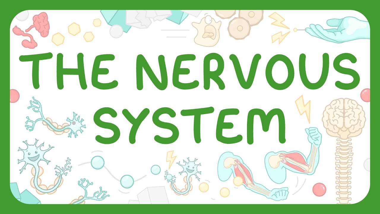 GCSE Biology - The Nervous System | Reflex Arcs Explained