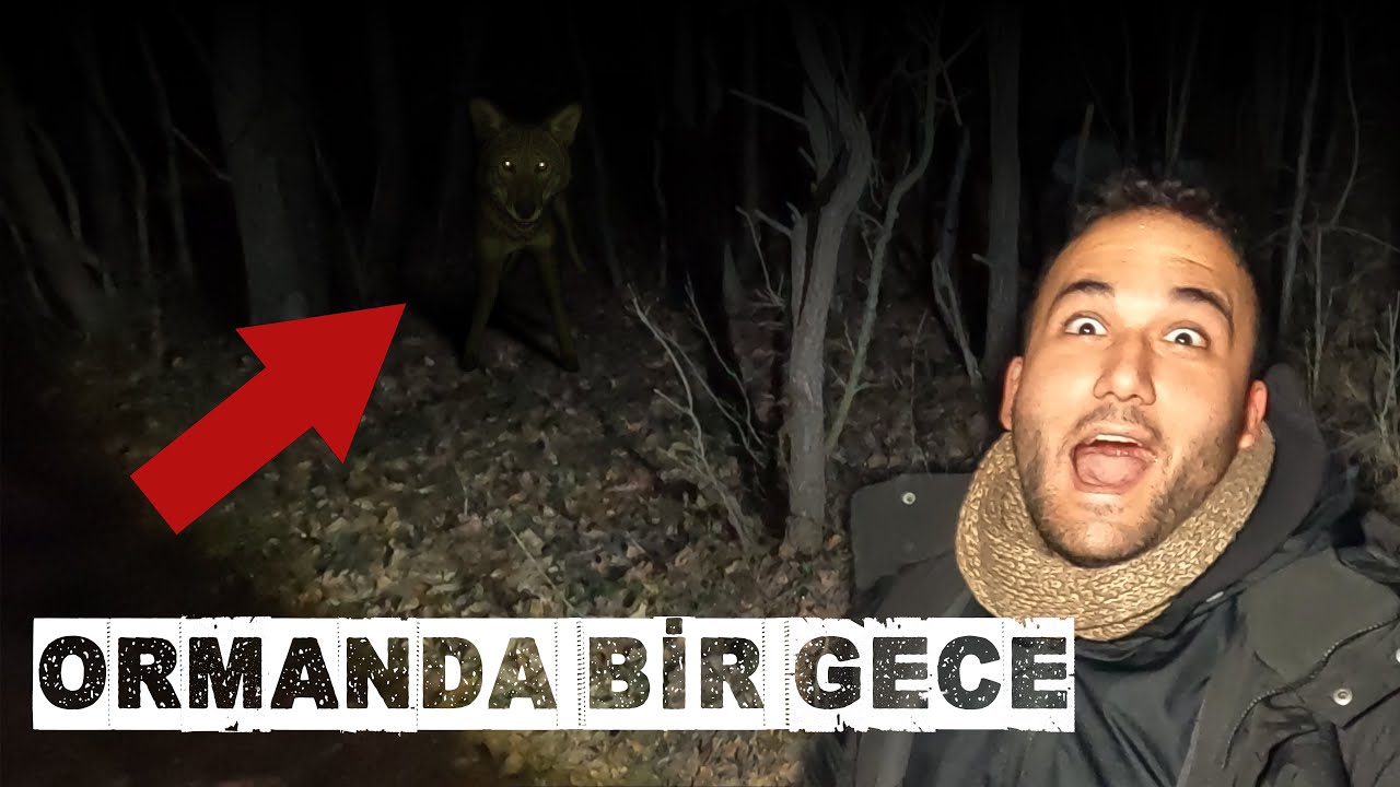 GECE ISSIZ ORMANDAN KURTULMAK! - KURT SÜRÜSÜ GELDİ!