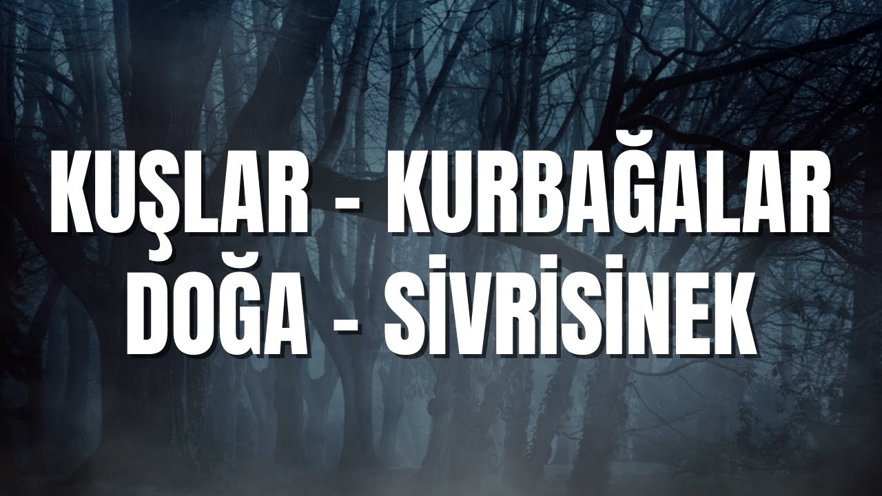 Geceleri Bataklık Sesleri - Kurbağalar, Kuşlar, Sivrisinek, Orman Doğa Sesleri