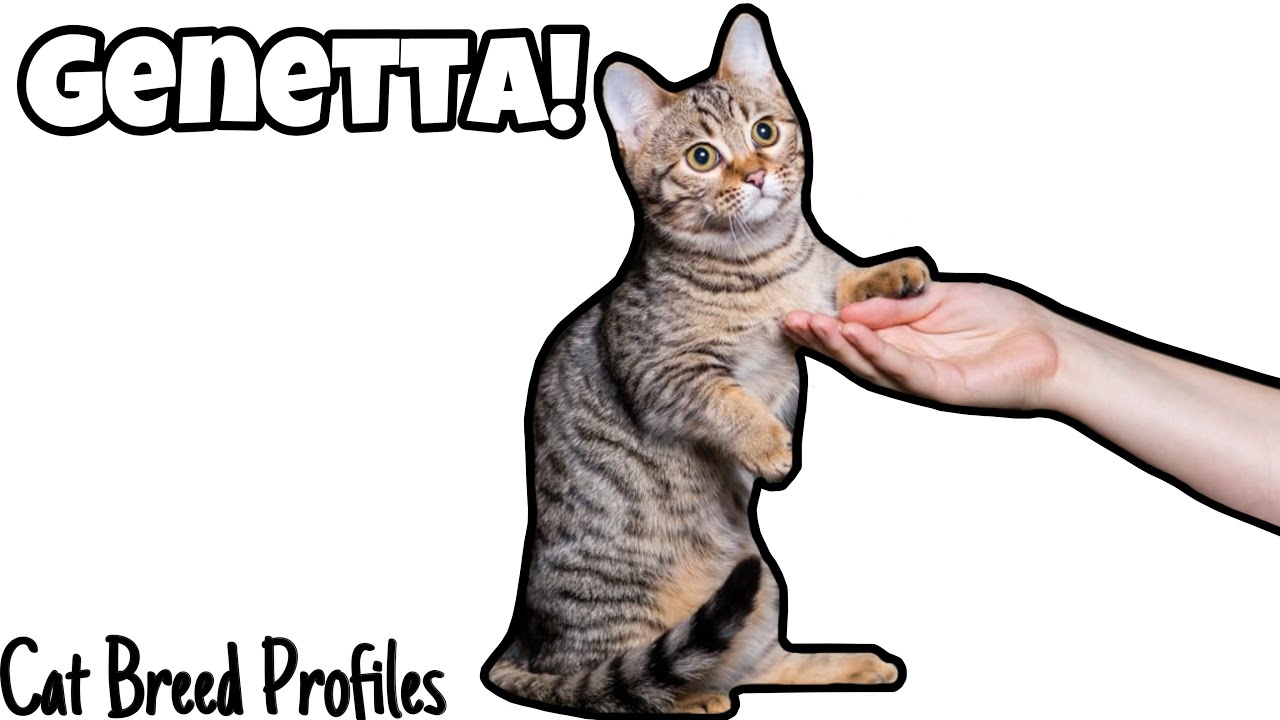 Genetta! - Cat Breed Profiles -