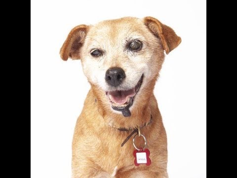Geneva, a female Patterdale Terrier at Muttville
