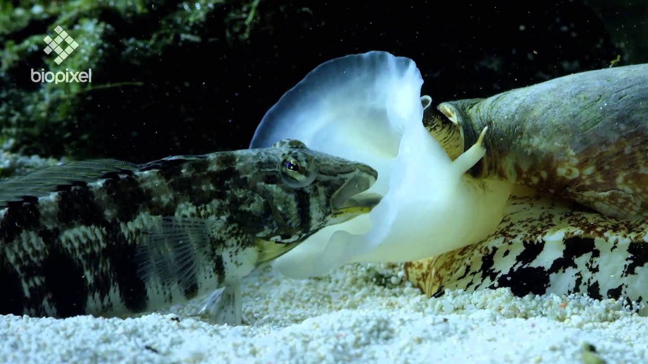 Geographus cone shell net feeding on sleeping fish