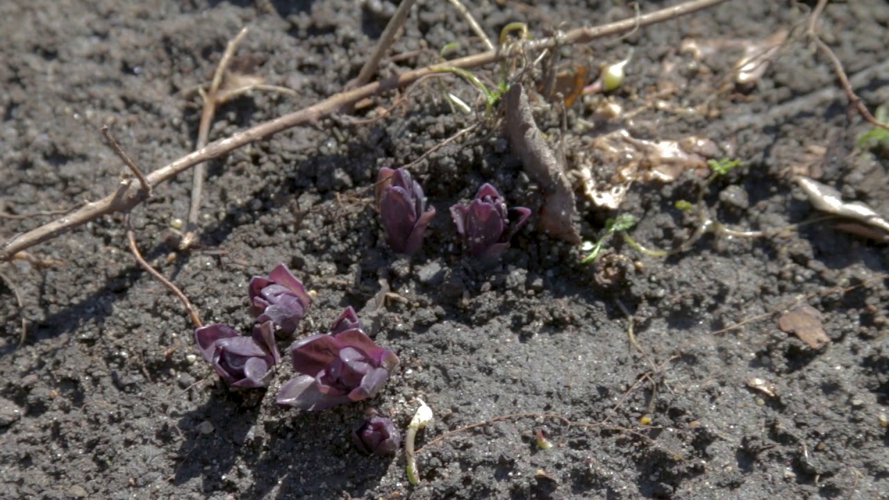 Geophytes!