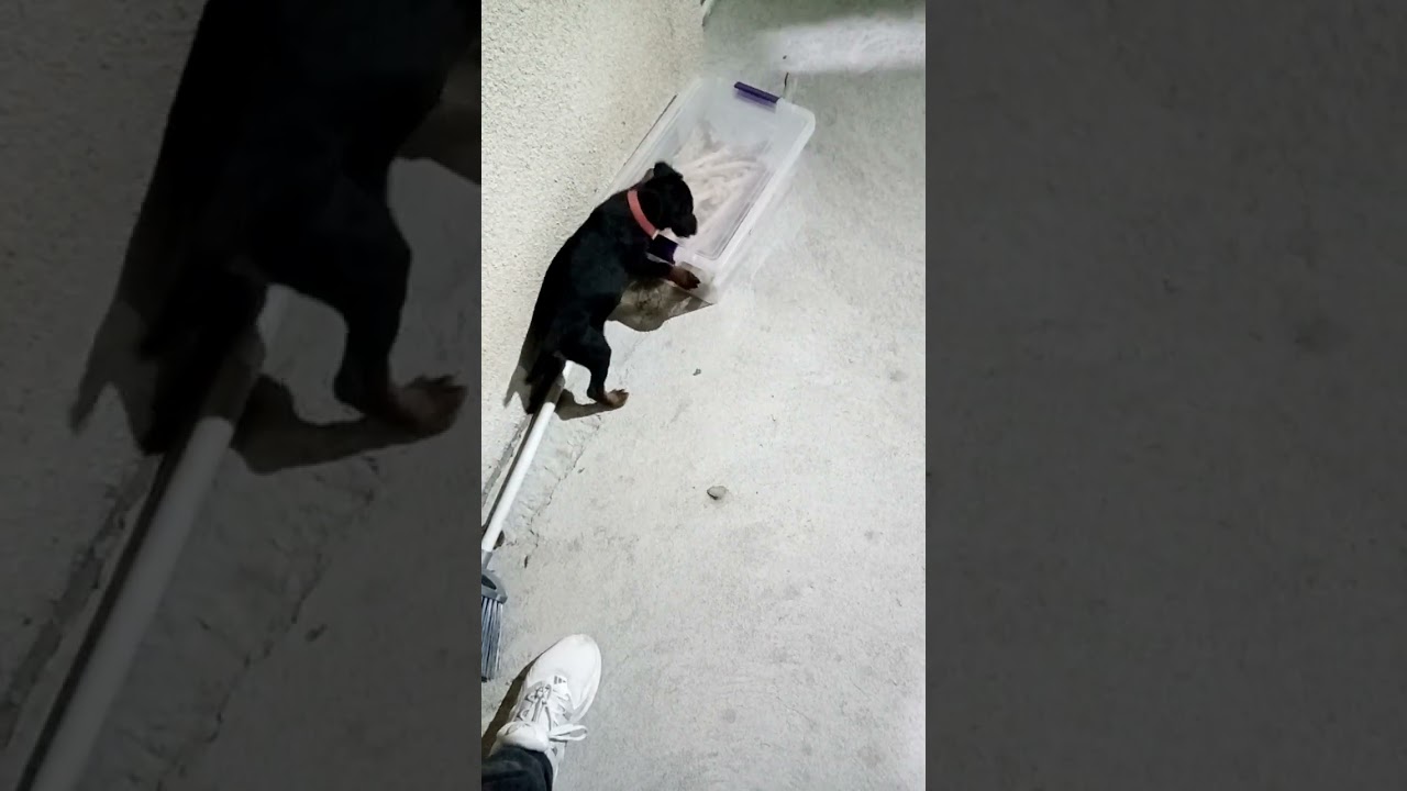 #Georgia. #jagdterrier. #name (siga)