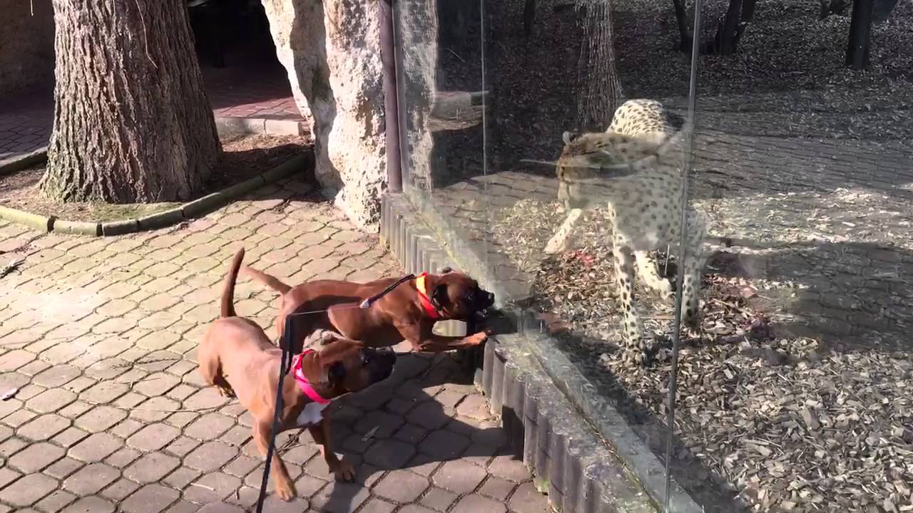 Gepard attack two Staffordshire Bull Terrier