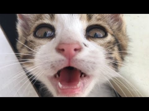 GERÇEK KEDİ SESİ, GELMEYEN KEDİ YOK😻 YAVRU KEDİ ÇAĞIRMA SESİ,  KEDİNİZİ ÇILDIRTIN YAVRU KEDİ SESİ