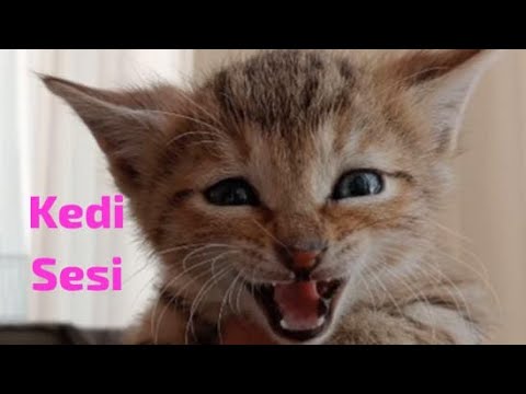 Gerçek Kedi Sesi Kedi Çağırma sesi
