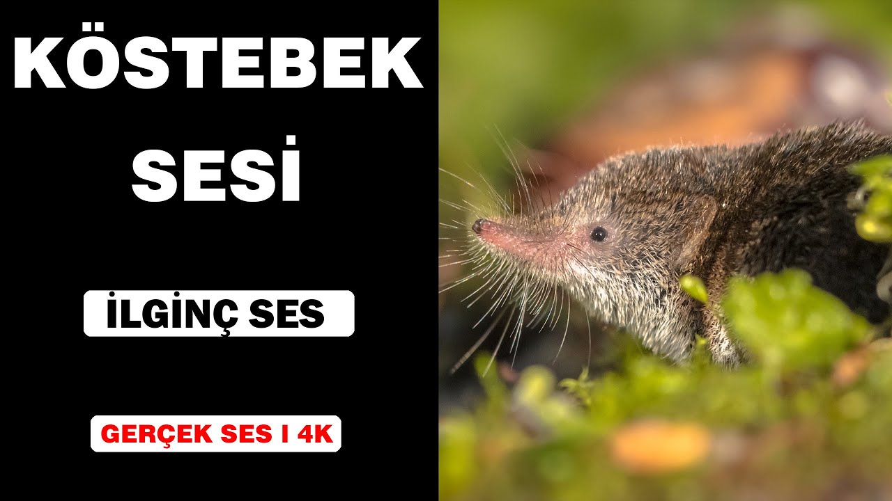 Gerçek Köstebek Sesleri | Yüksek Kalite | İlginç Köstebek Sesi Deneyimi! | 4K