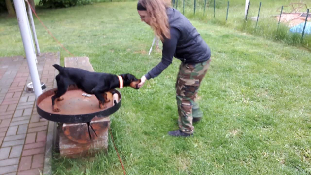 German Hunting Terrier - Crazy Terrier