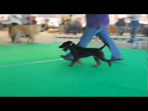 GERMAN HUNTING TERRIER - KENNEL 