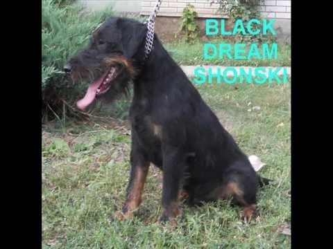 GERMAN HUNTING TERRIER - KENNEL SHONSKI - DEUTSCHER JAGDTERRIER